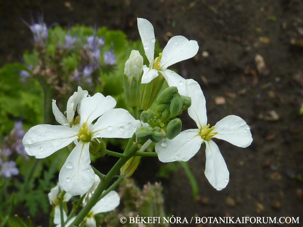 Raphanus sativus L.