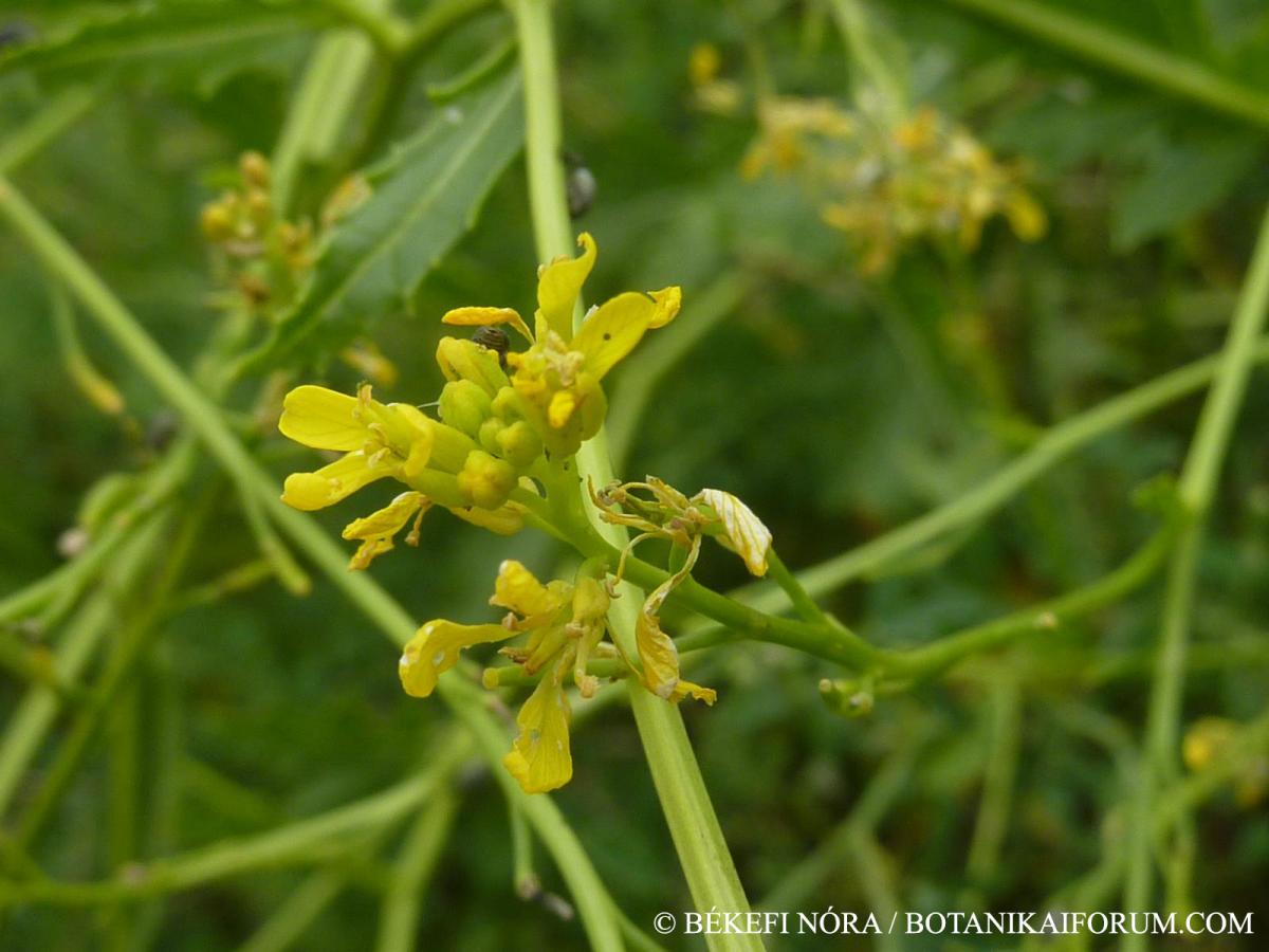 Rapistrum perenne (L.) All.