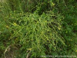 Rapistrum perenne (L.) All. 2.Image