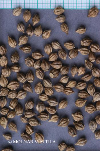 Rapistrum perenne (L.) All. 3.Image