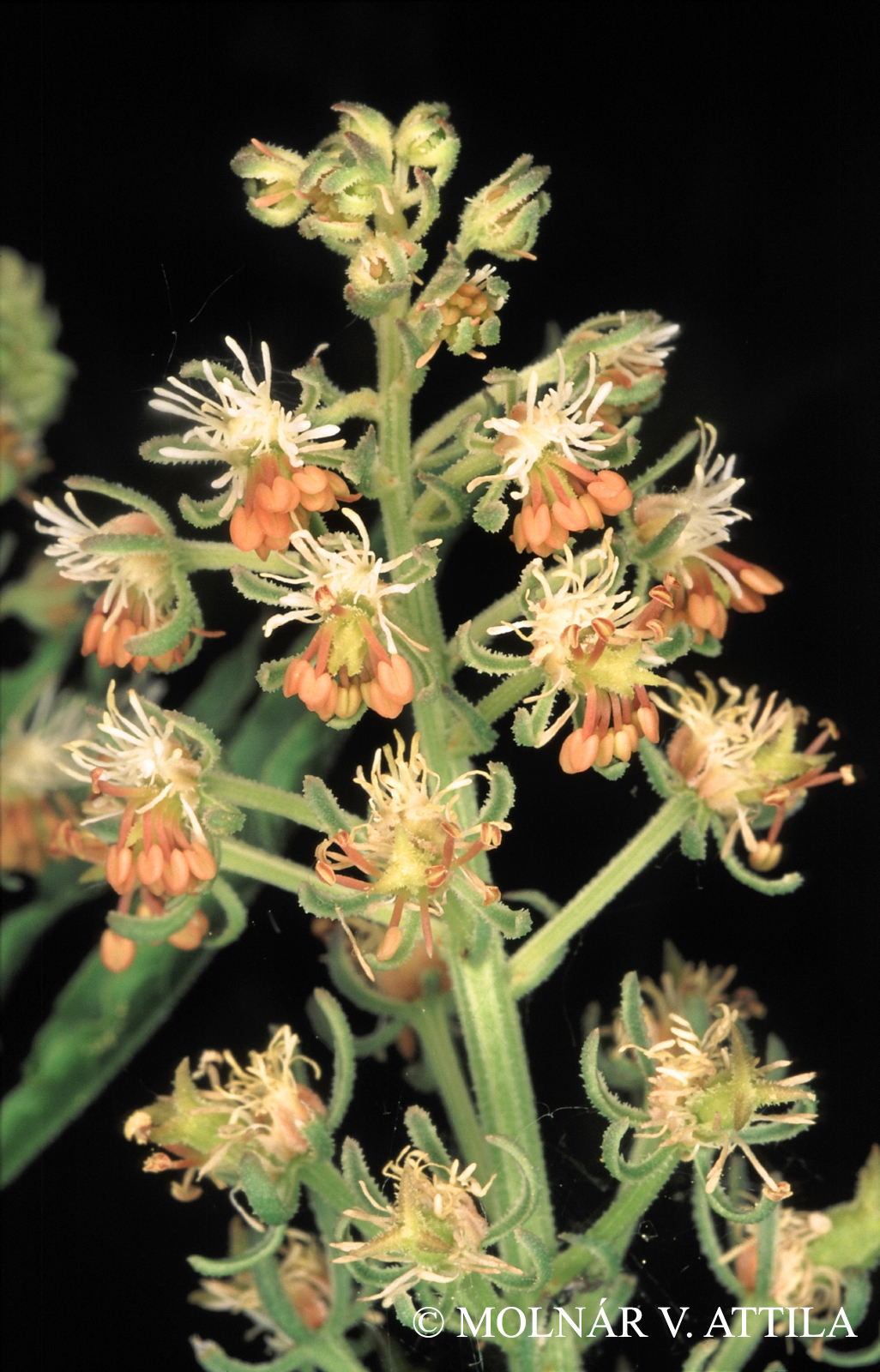 Reseda inodora Rchb.