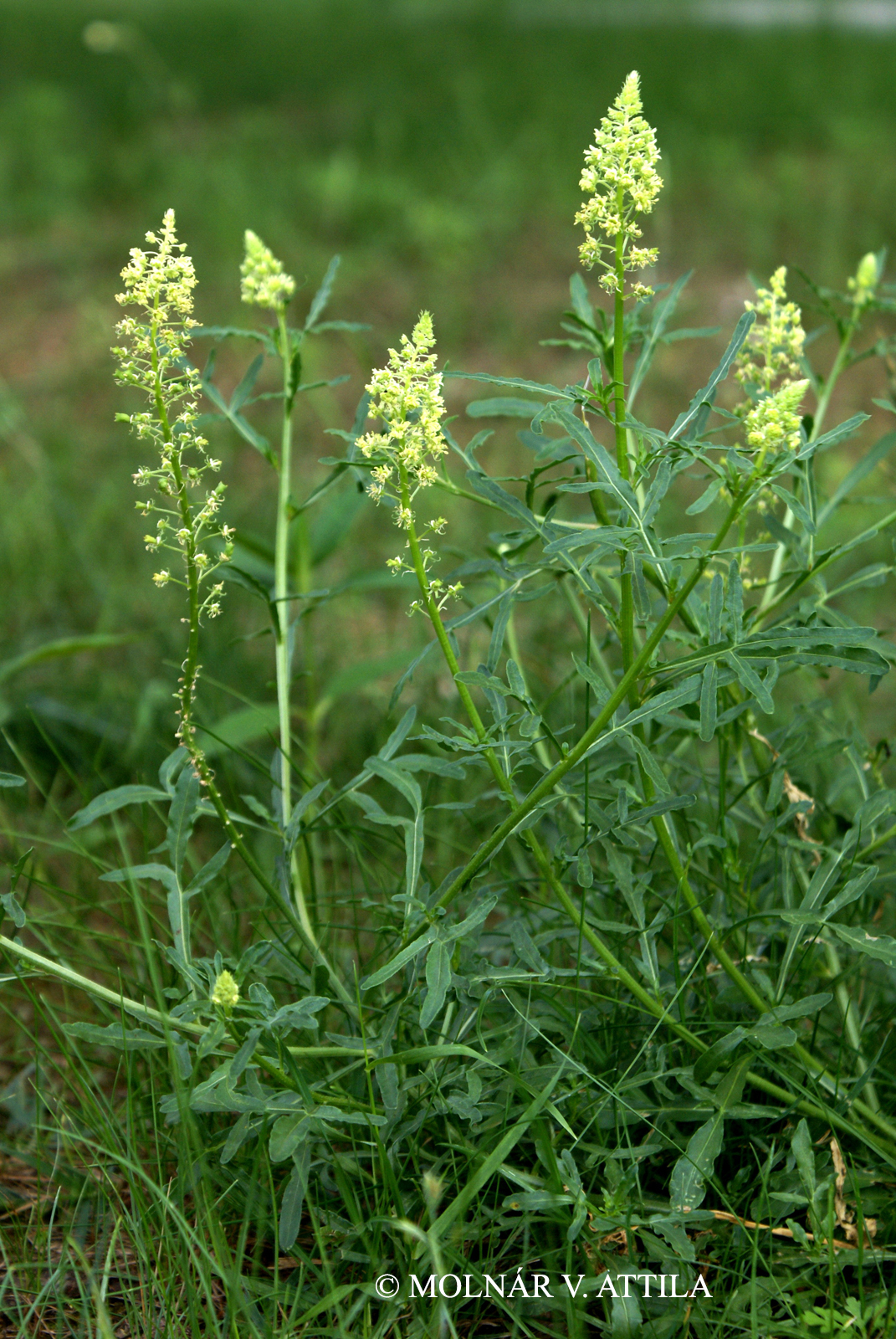 Reseda lutea L.