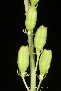 Reseda lutea L. 2.Image