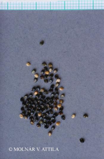 Reseda lutea L. 3.Image