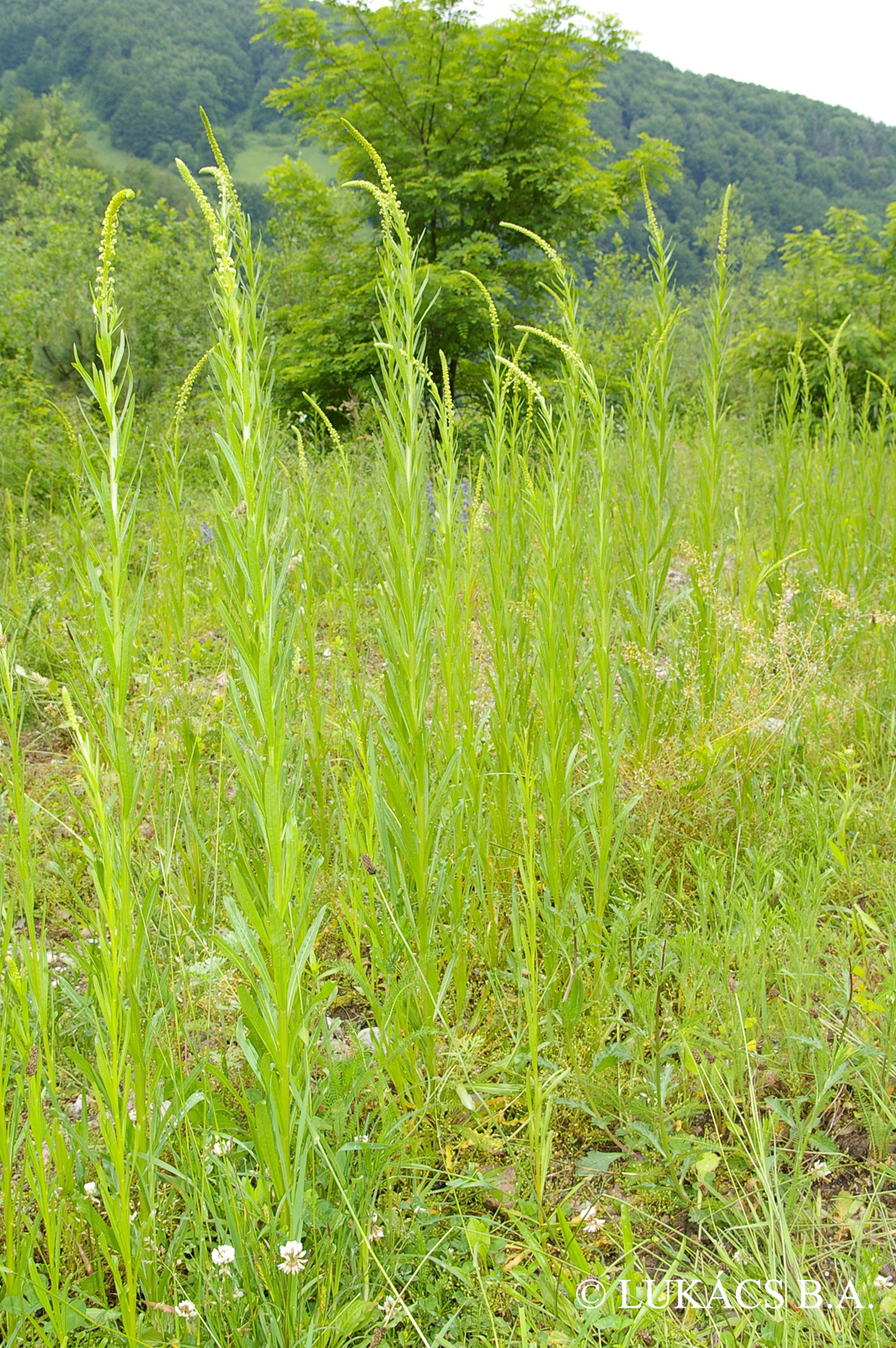 Reseda luteola L.