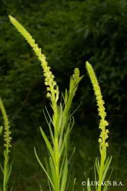 Reseda luteola L. 2.Image