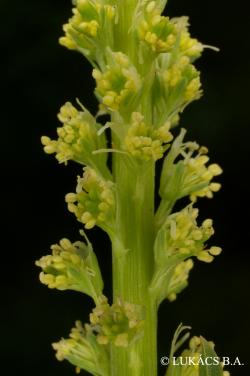Reseda luteola L. 3.Image