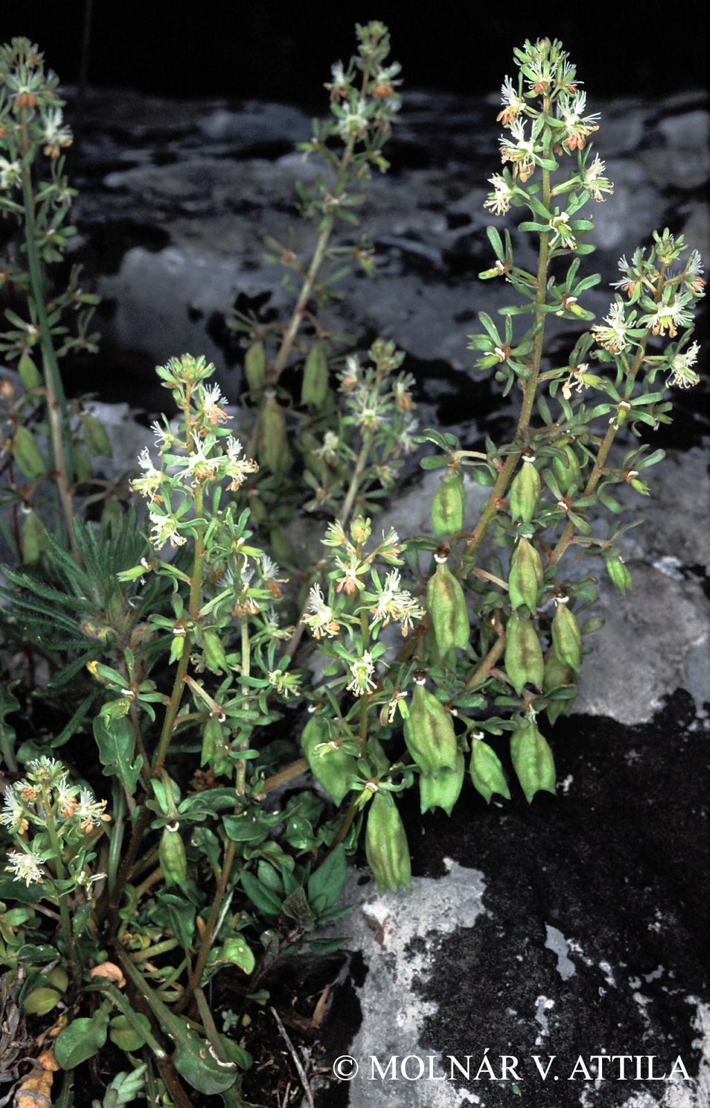 Reseda phyteuma L.