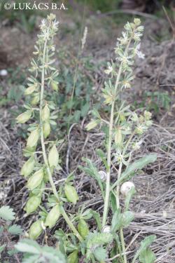 Reseda phyteuma L. 2.Image
