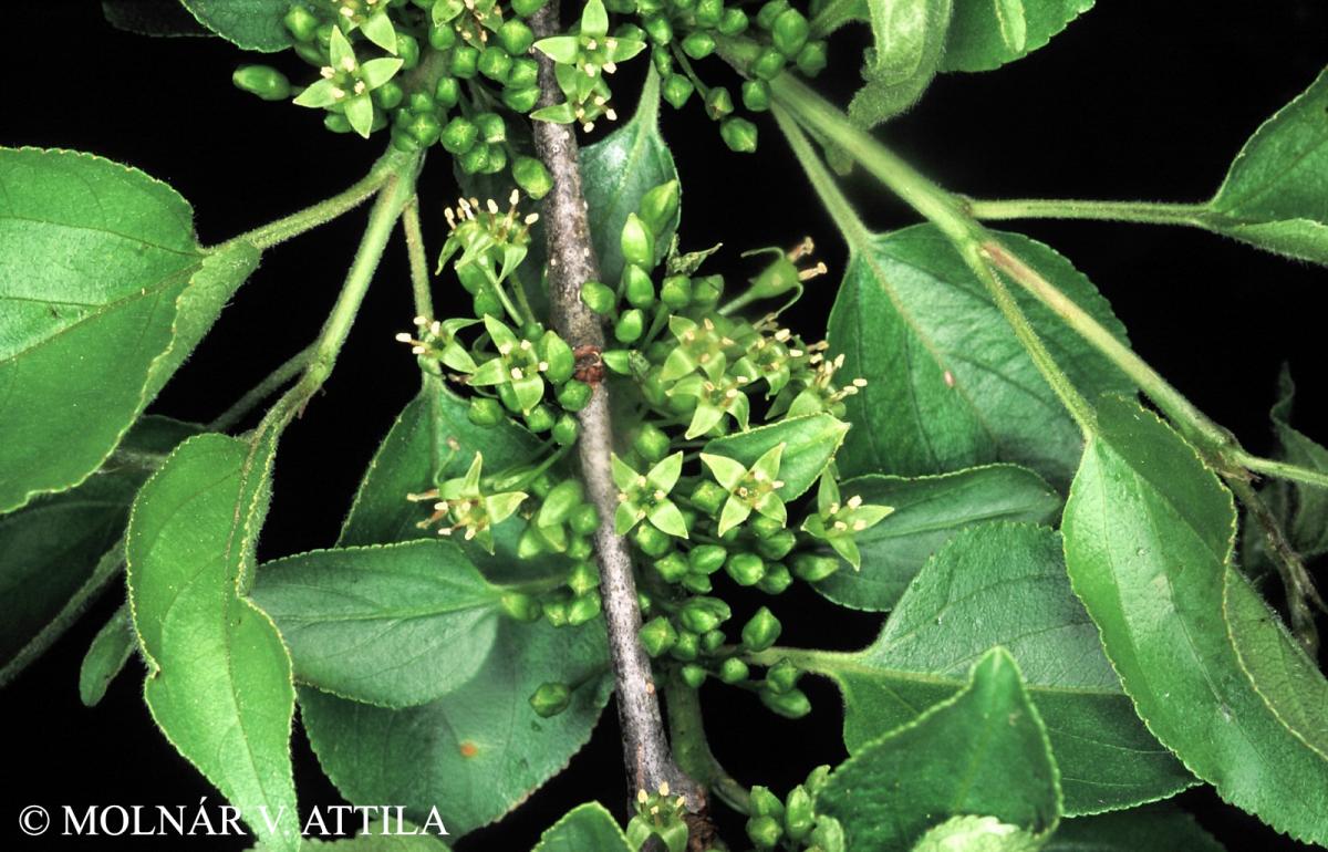 Rhamnus catharticus L.