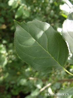 Rhamnus catharticus L. 2.Image