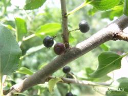 Rhamnus catharticus L. 3.Image