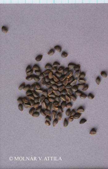 Rhamnus catharticus L. 4.Image