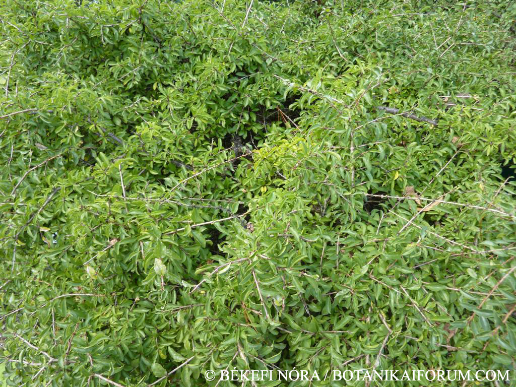 Rhamnus saxatilis Jacq.