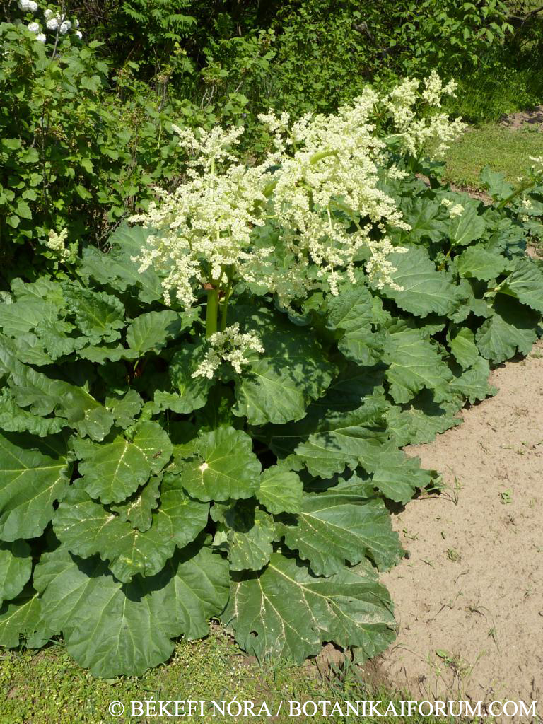 Rheum rhabarbarum L.
