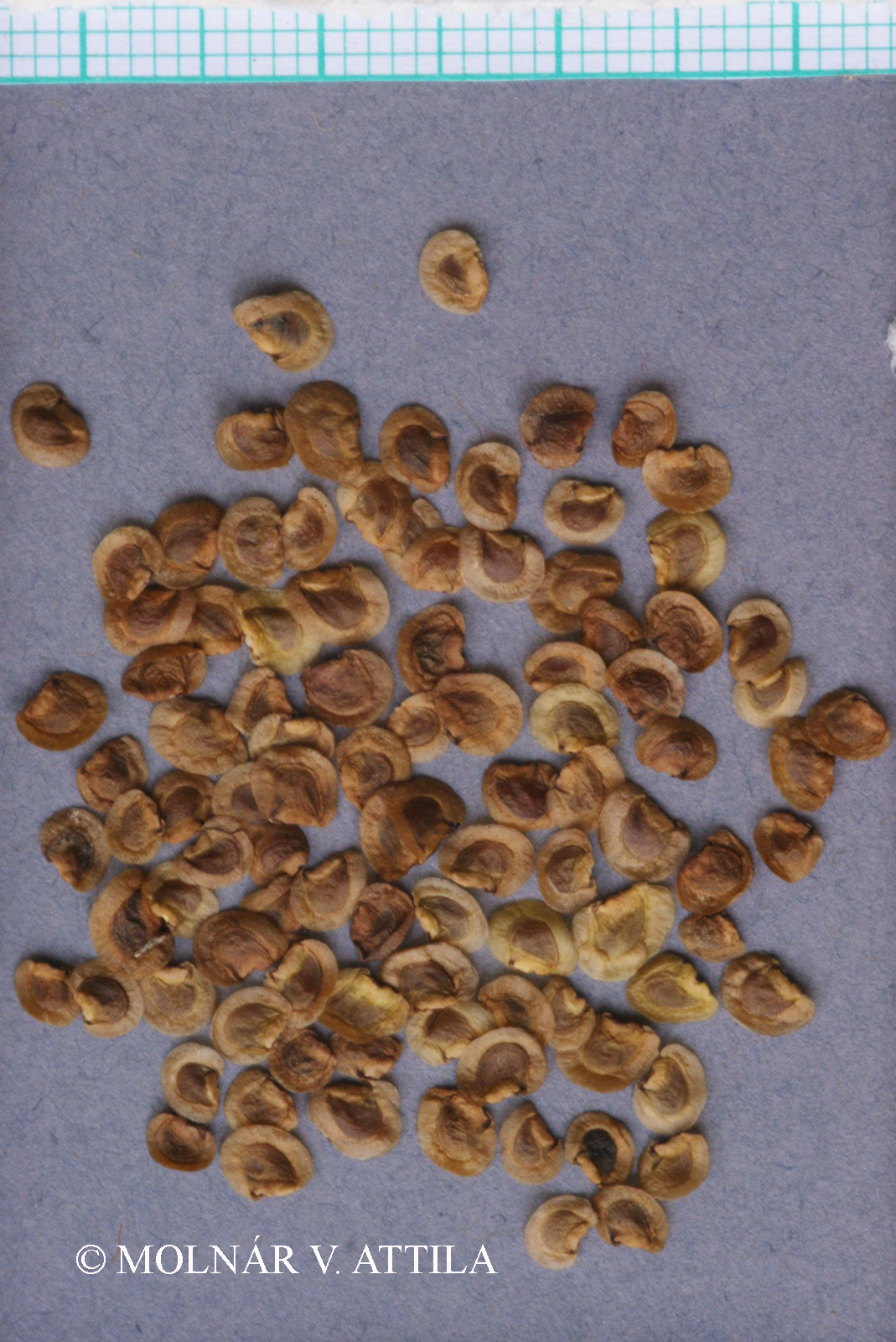 Rhinanthus minor L.