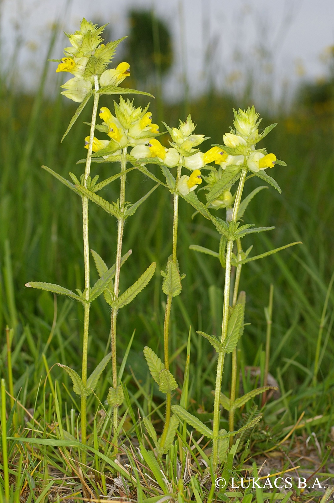 Rhinanthus serotinus (Schönh.) Oborný