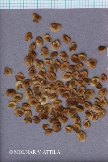 Rhinanthus serotinus (Schönh.) Oborný 2.Image