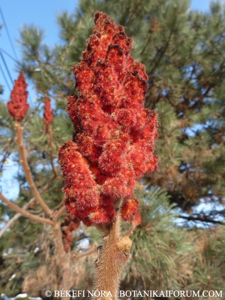 Rhus typhina L.