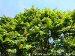 Rhus typhina L. 2.Image