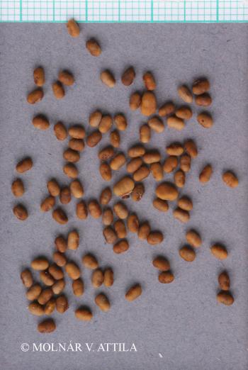 Rhus typhina L. 3.Image
