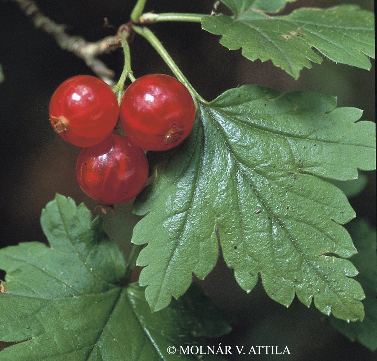 Ribes alpinum L.