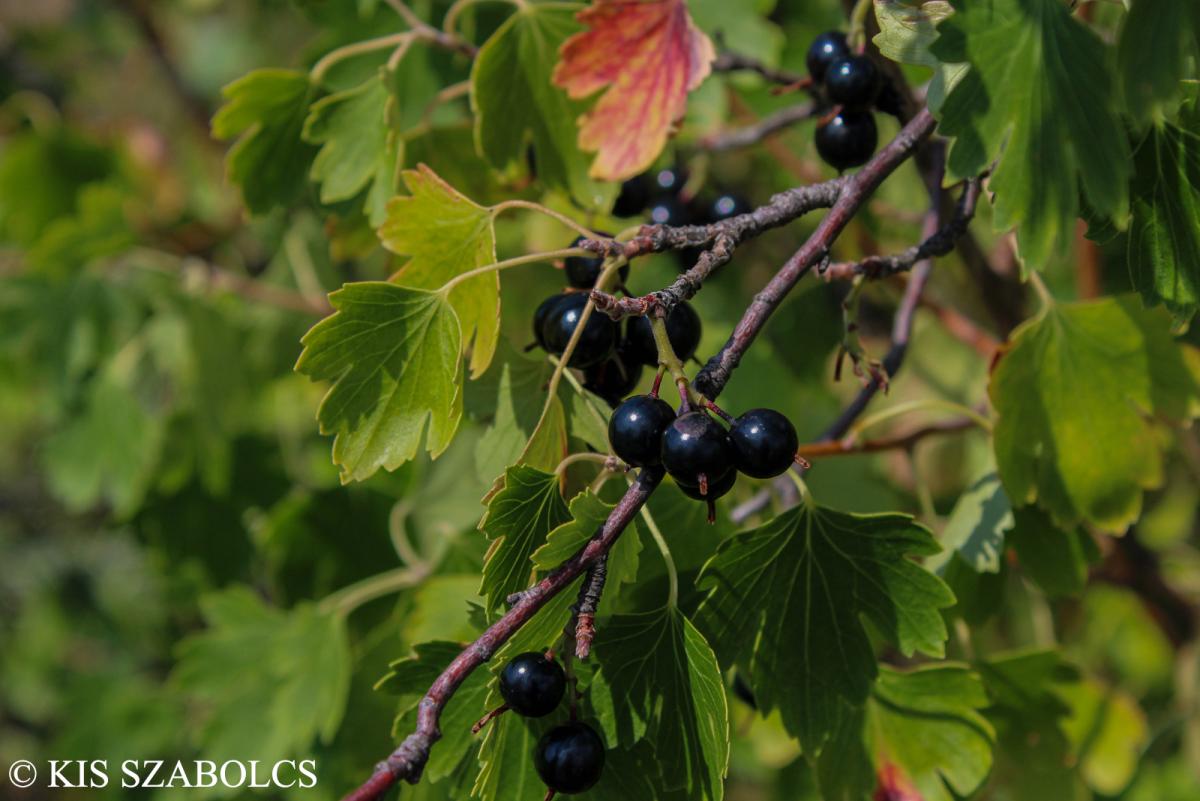 Ribes aureum Pursh