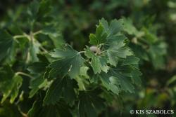 Ribes aureum Pursh 2.Image