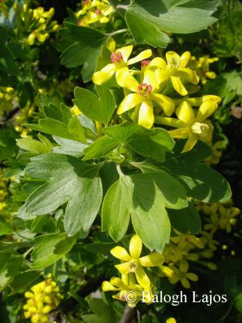 Ribes aureum Pursh 3.Image