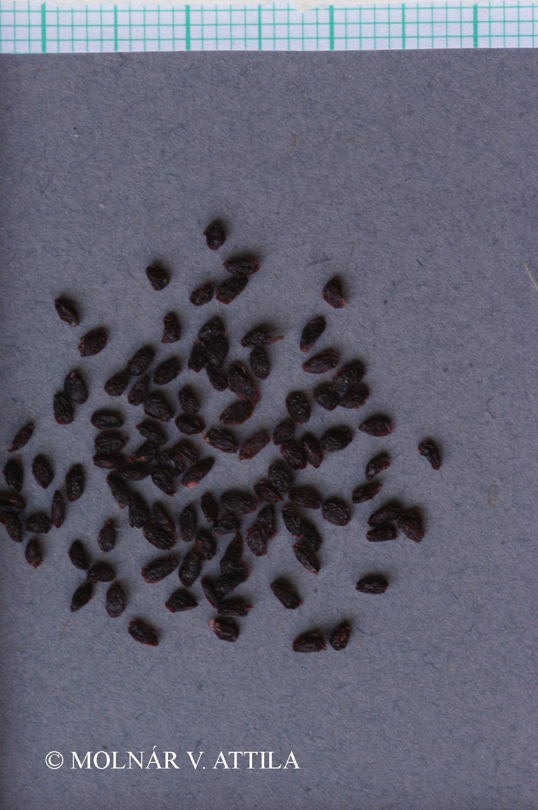 Ribes nigrum L.