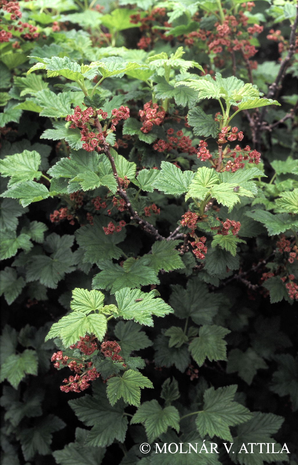Ribes petraeum Wulfen