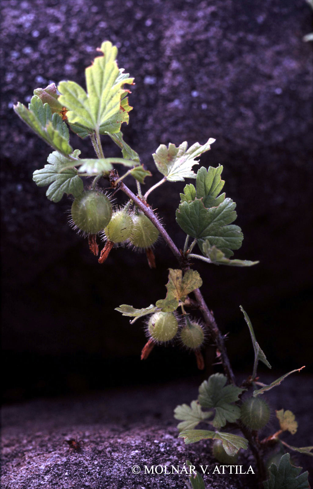 Ribes uva-crispa L.