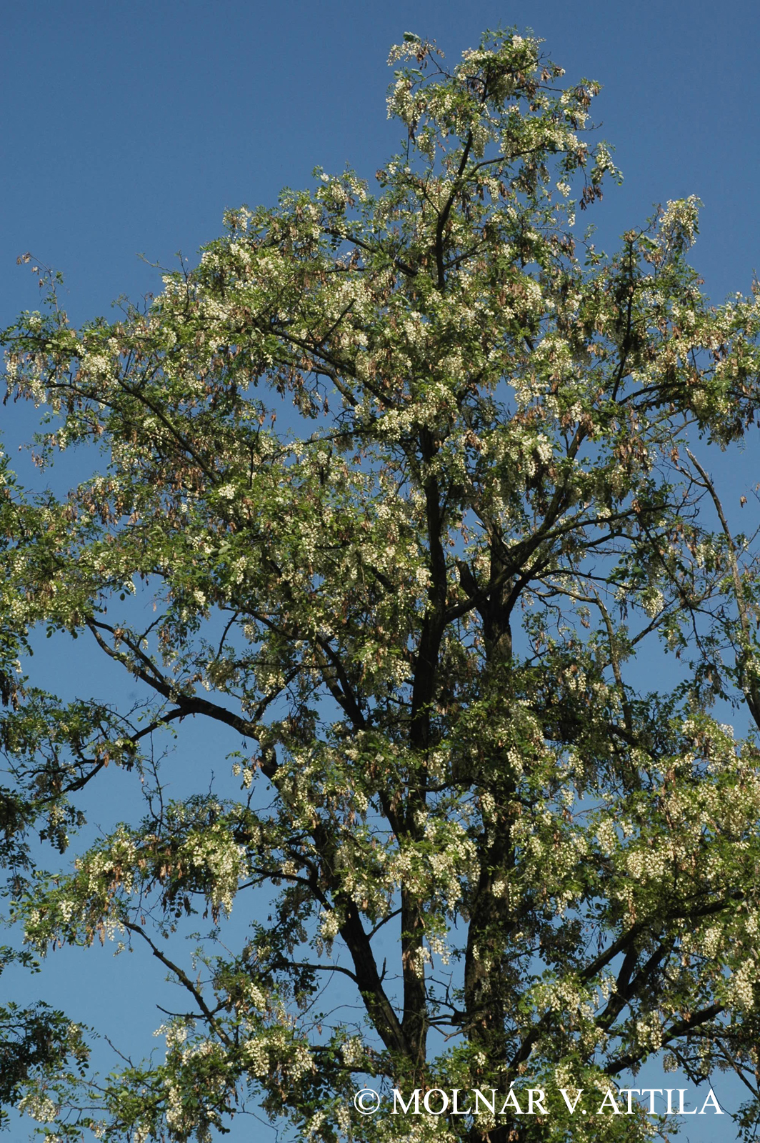 Robinia pseudoacacia L.