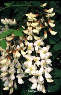 Robinia pseudoacacia L. 2.Image