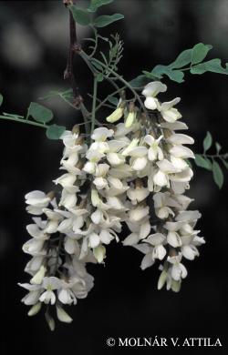 Robinia pseudoacacia L. 3.Image