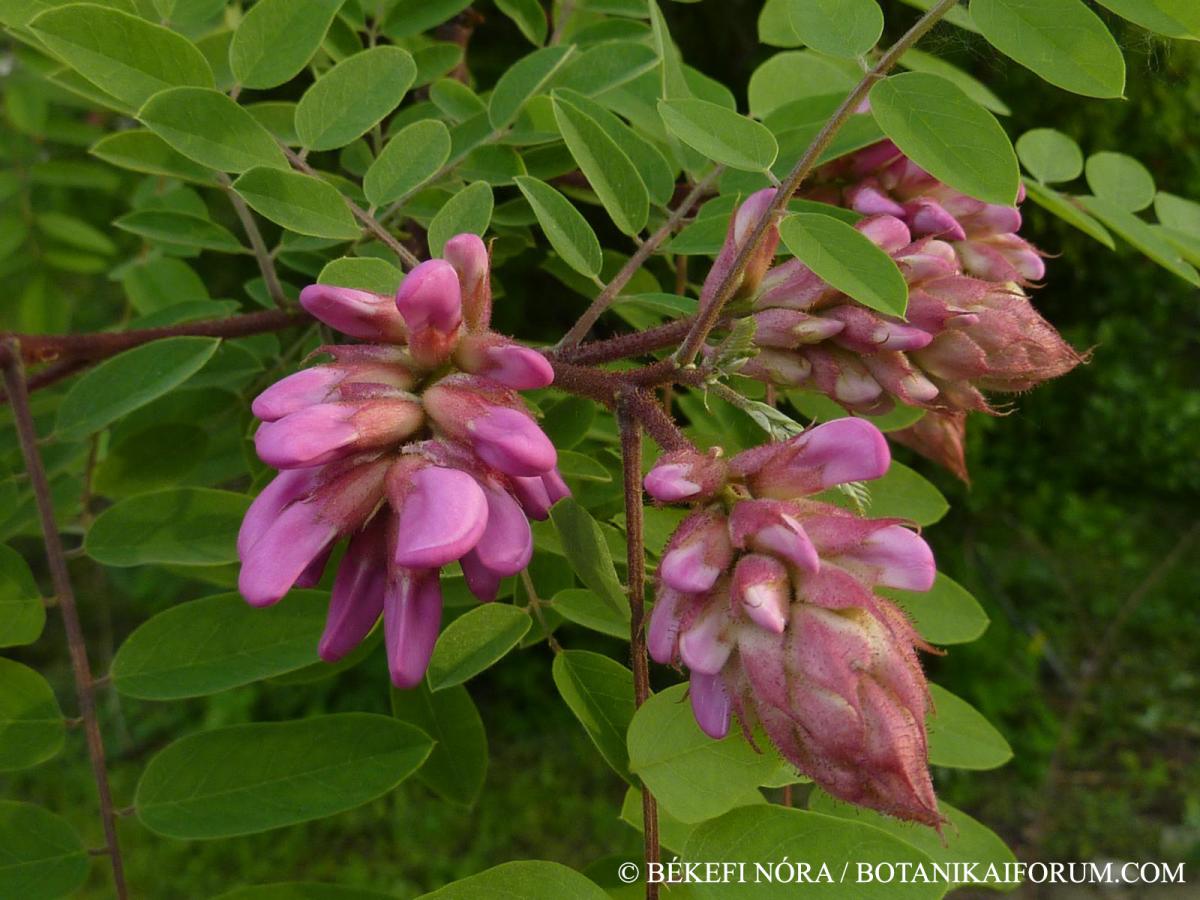 Robinia viscosa Vent.