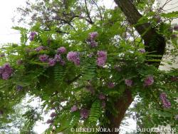 Robinia viscosa Vent. 2.Image