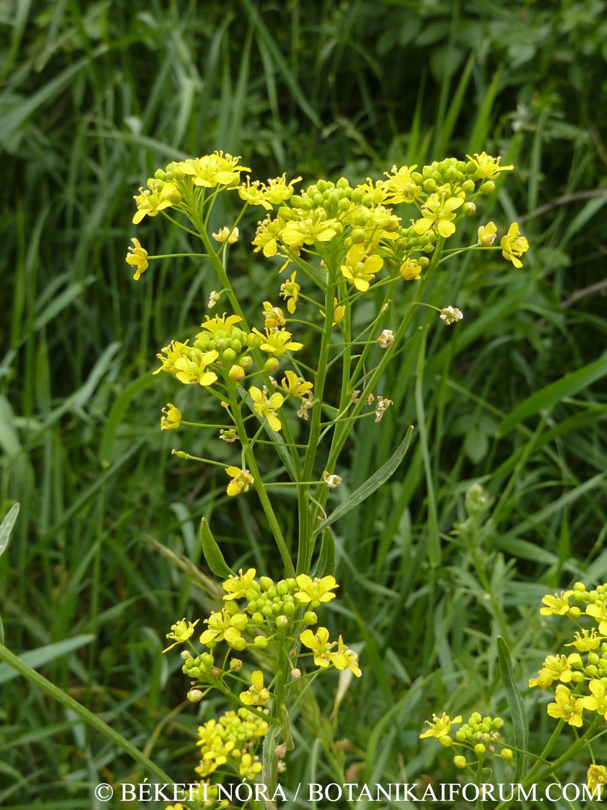 Rorippa austriaca (Crantz) Besser