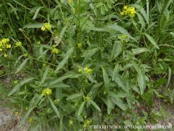 Rorippa austriaca (Crantz) Besser 2.Image