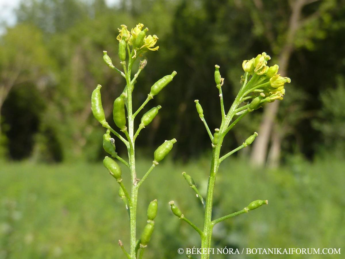 Rorippa palustris (L.) Besser