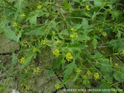 Rorippa palustris (L.) Besser 2.Image