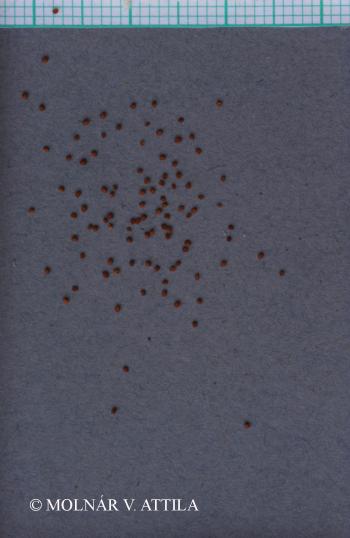 Rorippa palustris (L.) Besser 3.Image