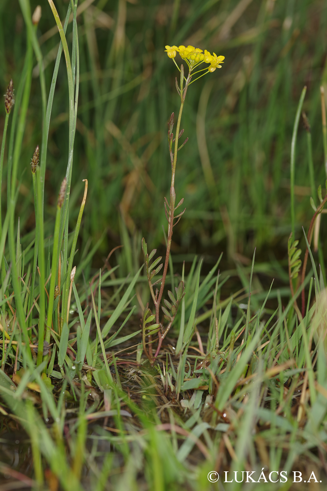 Rorippa sylvestris (L.) Besser