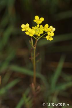 Rorippa sylvestris (L.) Besser 2.Kép