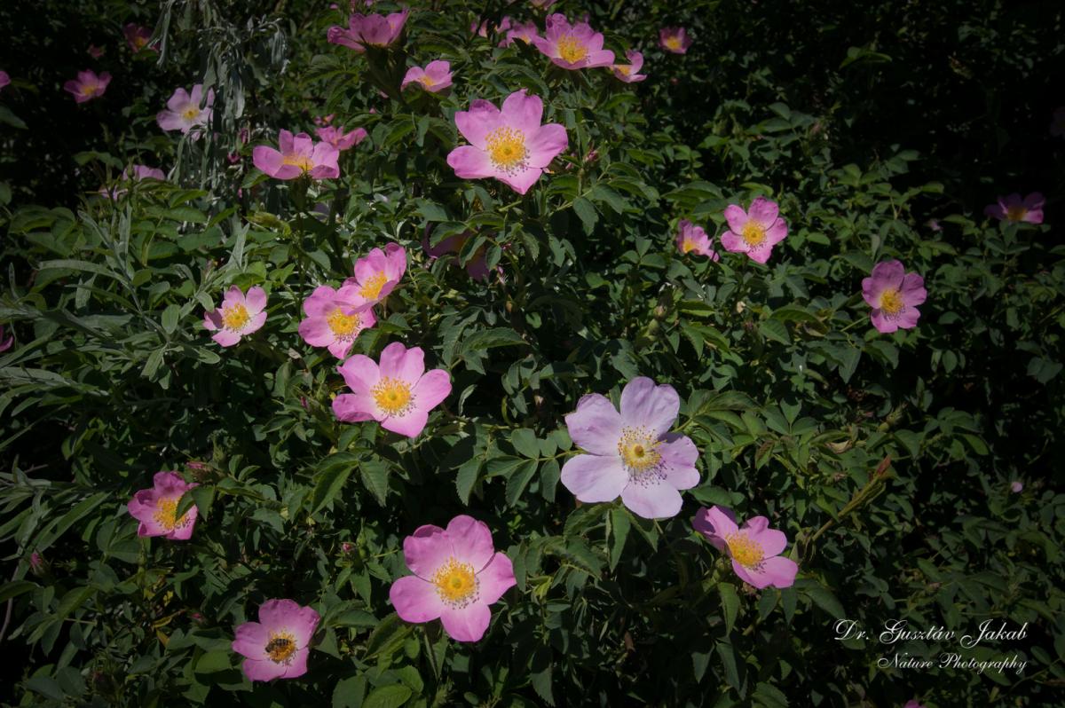 Rosa canina agg.