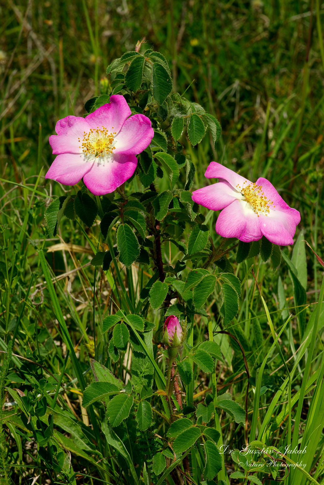Rosa gallica L.