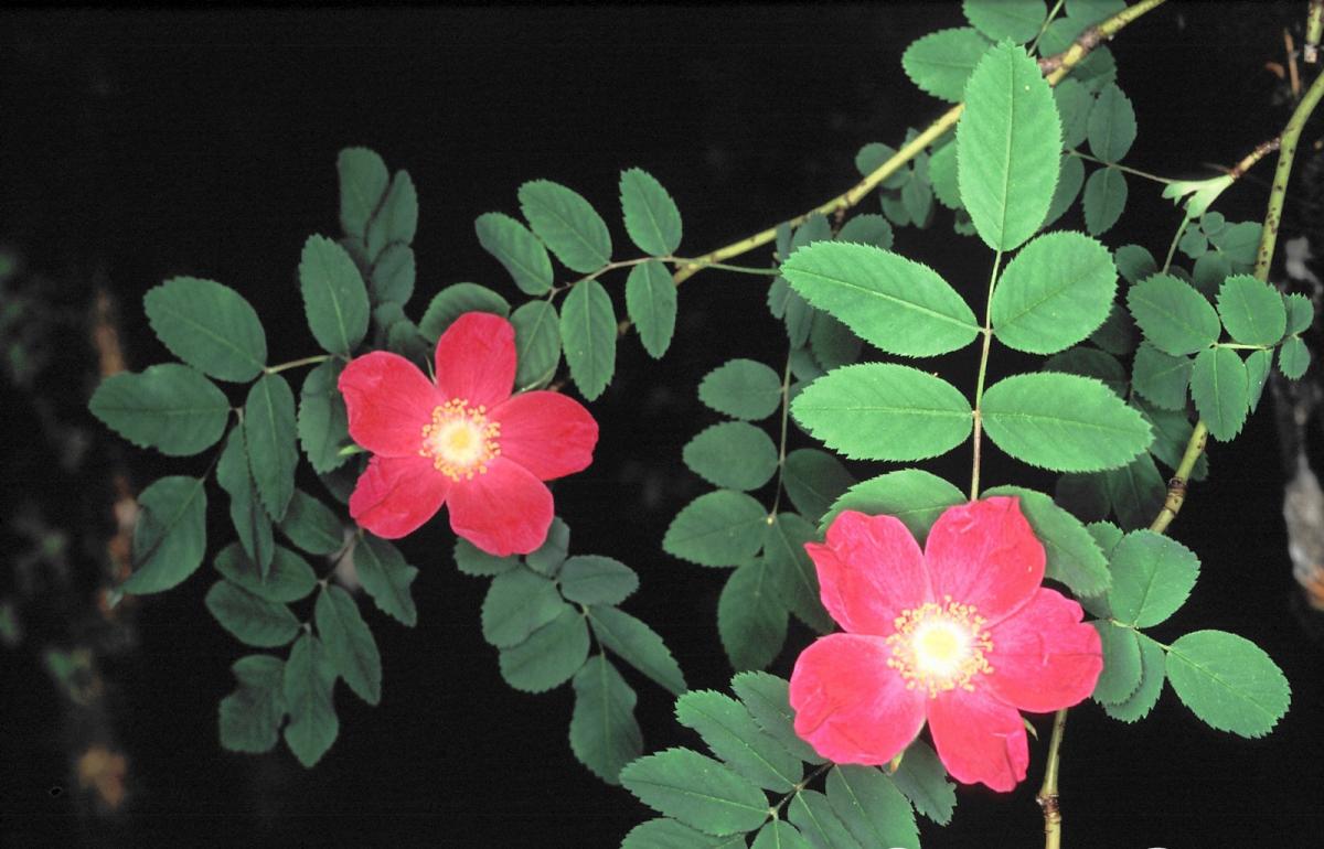 Rosa pendulina L.