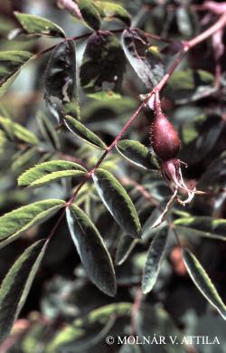 Rosa pendulina L. 2.Image