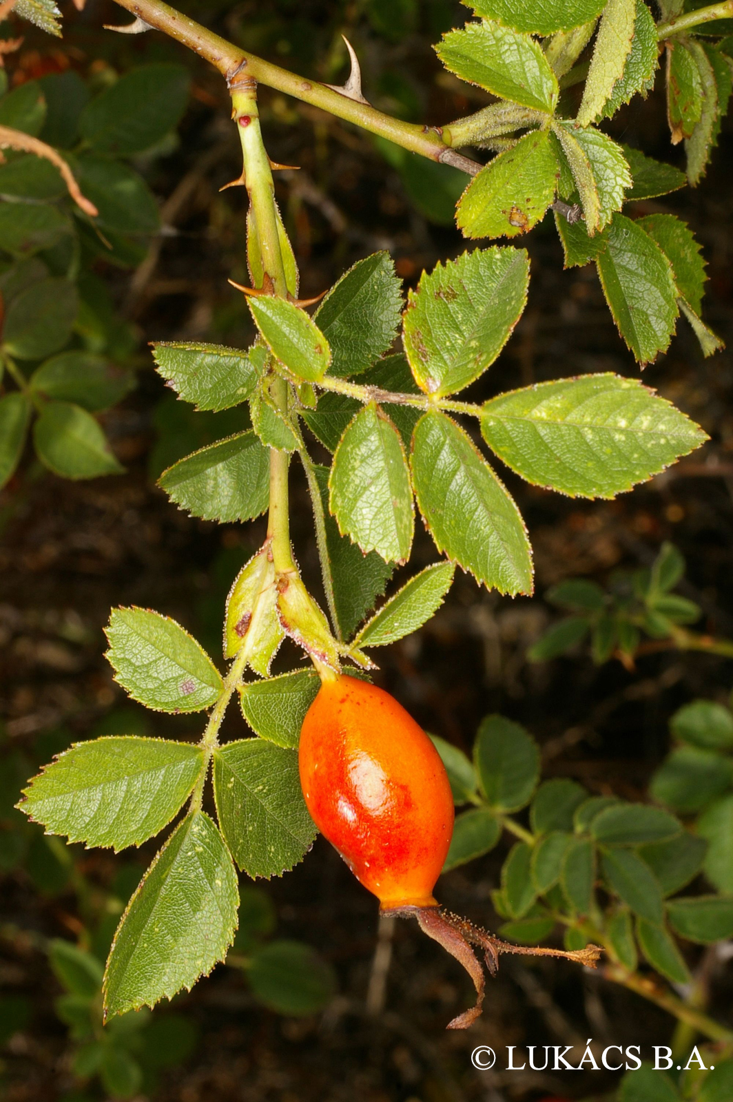 Rosa rubiginosa agg.