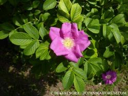 Rosa rugosa Thunb. 2.Image